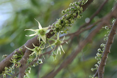 Polyalthia angustifolia